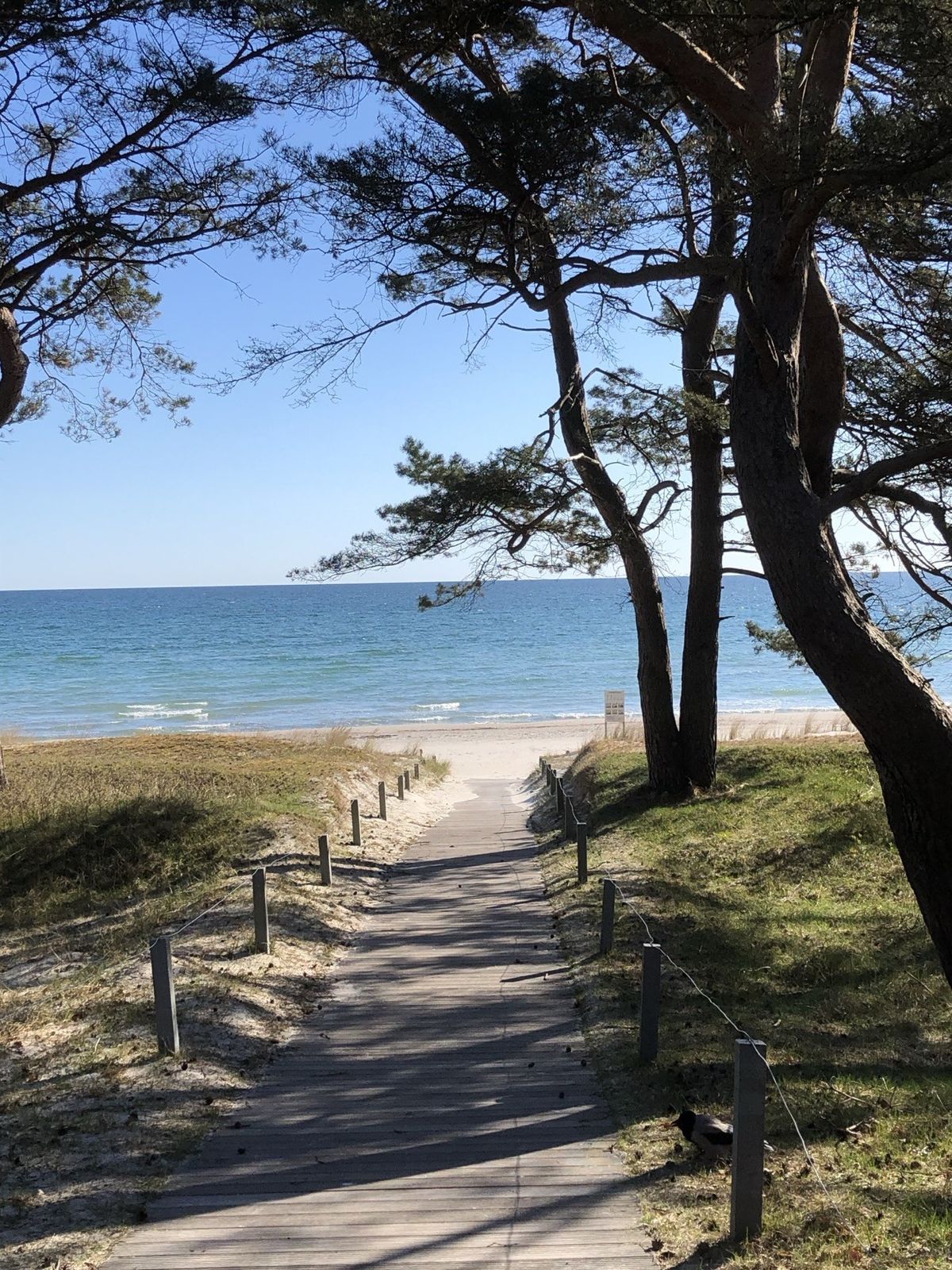 Strandaufgang durch die Kiefern zur Ostsee, nahe der Wohnung